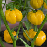 Jamaican Hot Yellow Pepper, HOT (Capsicum annuum)