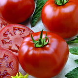 Better Boy VFN F1 Hybrid, Standard (Slicing) Tomato (Lycopersicon esculentum)