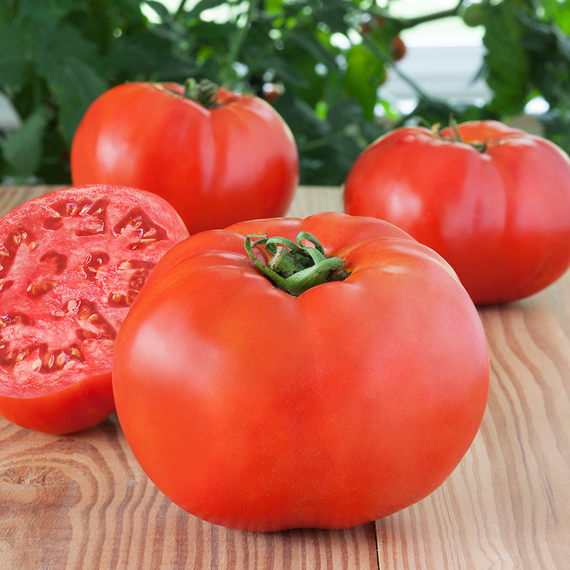 Big Beef F1 Hybrid, Standard (Slicing) Tomato (Lycopersicon esculentum)