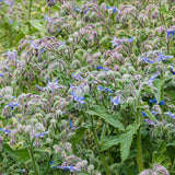 Borage (Borago officials)