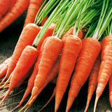 Chantenay Red Cored Carrot (Daucus carota)