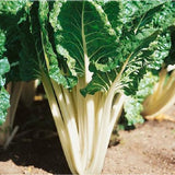 Large White Rib Swiss Chard (Beta vulgaris cicla)