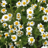 Chamomile, Roman (Chamaemelum nobile)