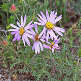 Native Colorado Mix