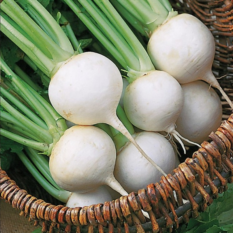 White Egg Turnip (Brassica rapa)