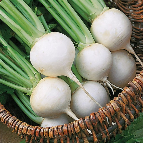 Turnip