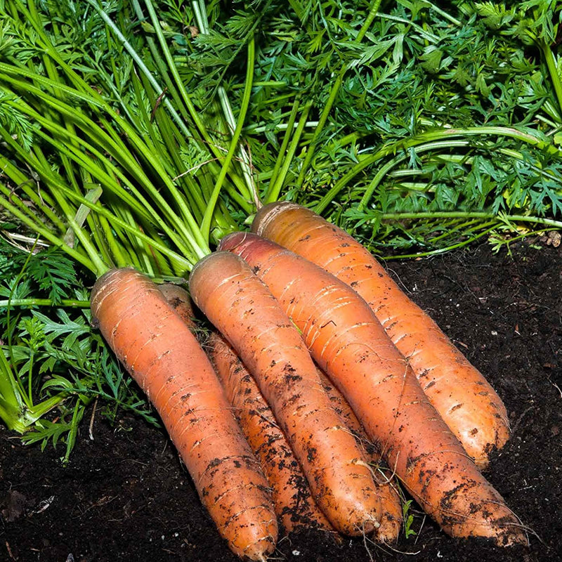 Scarlet Nantes Carrot   (Organic) (Daucus carota)