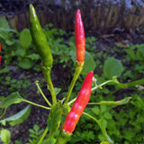 Thai Hot Culinary Pepper, HOT (Capsicum annuum)