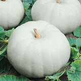 Casper White  Pumpkin  (Cucurbita maxima)