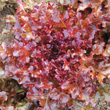 Red Salad Bowl , Leaf Lettuce (Lactuca sativa)