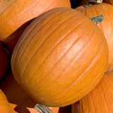 Mammoth Gold Pumpkin (Cucurbita maxima)