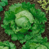 Great Lakes 118, Batavian Lettuce (Lactuca sativa)
