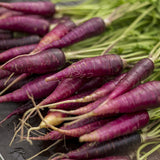 Cosmic Purple Carrot (Daucus carota)