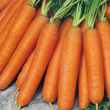 Scarlet Nantes Carrot   (Organic) (Daucus carota)