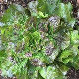 Bronze Mignonette, Butterhead Lettuce (Lactuca sativa)