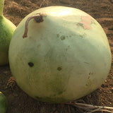 Bushel Gourd (Lagenaria siceraria)