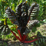 Rhubarb Red  Swiss Chard (Beta vulgaris cicla)