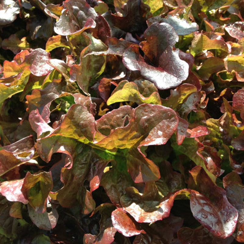 Red Salad Bowl , Leaf Lettuce (Lactuca sativa)