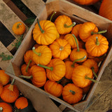 Jack Be Little Pumpkin (Cucurbita maxima)