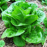 Winter Density, Romaine Lettuce (Lactuca sativa)