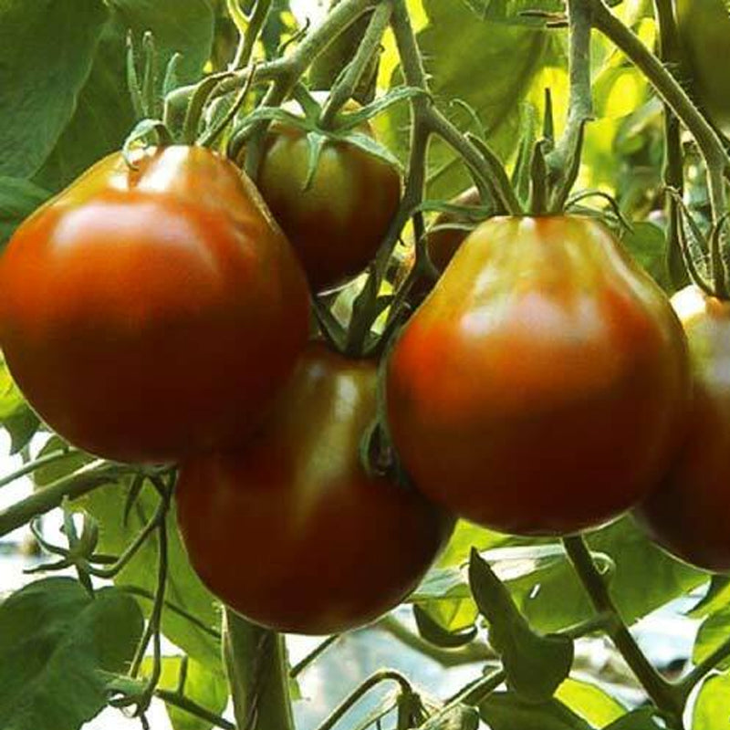 Black Truffle, Standard (Slicing) Tomato (Lycopersicon esculentum)