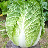 Kyoto (Barrel Head Type) (Brassica rapa Pekinensis)