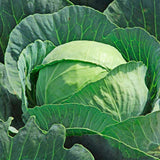 Brunswick Cabbage (Brassica oleracea)