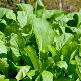 Florida Broadleaf, Mustard (Brassica juncea)