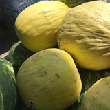 Crenshaw Melon (Cucumis melo)