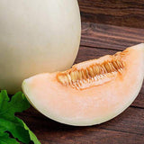 Honey Dew Orange Melon (Cucumis melo)