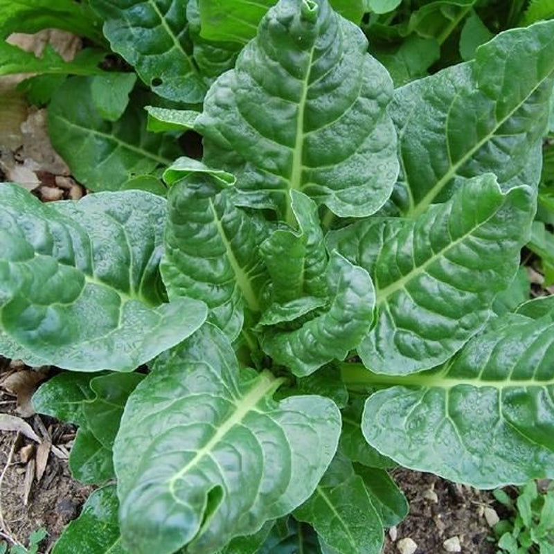 Perpetual Spinach Swiss Chard (Beta vulgaris cicla)