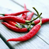 Cayenne Large Red Thick Pepper, HOT (Capsicum annuum)