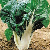 Silver Ice Swiss Chard (Beta vulgaris cicla)