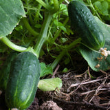 Spacemaster 80 Cucumber, Slicing (Cucumis sativus)