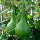 Dipper Gourd (Lagenaria siceraria)