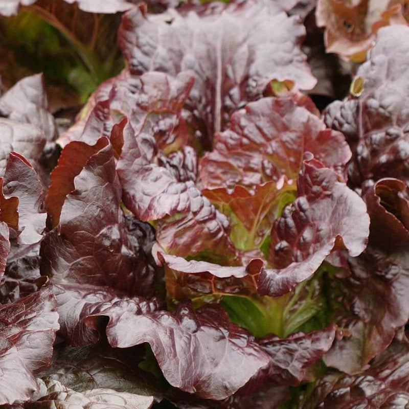 Cimmaron, Romaine Lettuce (Lactuca sativa)