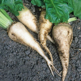 Sugar Beets (Beta vulgaris)