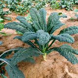 Lacinato Kale aka 'Dinosaur Kale' (Brassica oleracea)