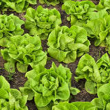 Buttercrunch , Butterhead Lettuce (Lactuca sativa)