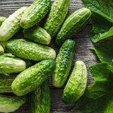 Bush Pickle F1 Cucumber, Hybrid (Cucumis sativus)