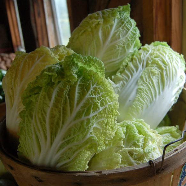 Cabbage, Chinese