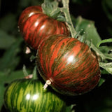 Chocolate Stripes, Standard (Slicing) Tomato (Lycopersicon esculentum)