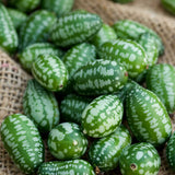 Mouse Melon Cucumber, Slicing (Melothria scabra)