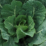 Vates Collard (Brassica oleracea)