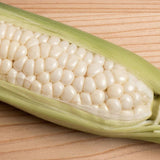Country Gentleman White Sweet Corn (Show Peg Corn) (Zea mays)
