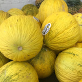 Casaba Golden Beauty Melon (Cucumis melo)