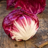 Rossa Di Verona Endive (Cichorium endivia)