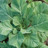 Champion Collard  (Brassica oleracea)