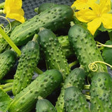 Calypso Cucumber, Hybrid  (Cucumis sativus)