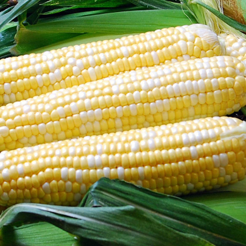 Ambrosia Hybrid Bi-color Sweet Corn (SE) (Zea mays)
